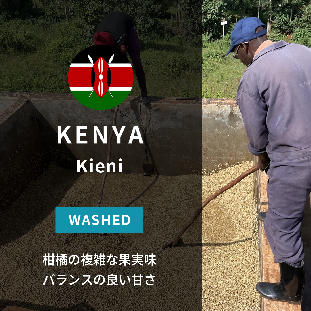 Kenya Kieni Washed(24/25年クロップ) | ORIGIN COUNTRIES for Small
